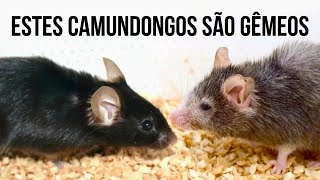 Como desacelerar o envelhecimento (e até reverter!)