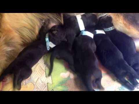 Newborn puppies wagging tails during feeding- GSD from Egypt- Dr Karim Gamal