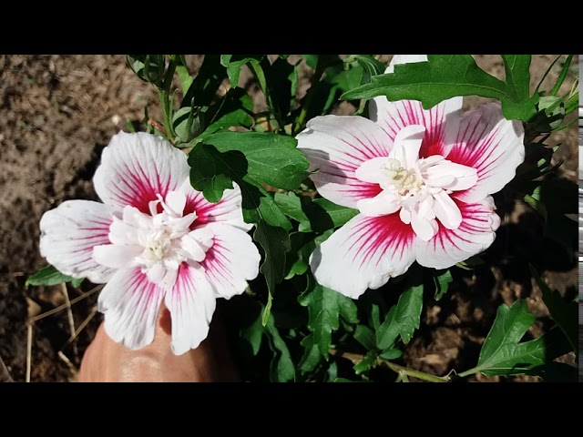Гибискус Старберст Шифон ( Starburst Chiffon)
