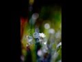 "Petite Fleur" - "Маленький цветок"; Сидней Бешé (Sidney Bechet ...
