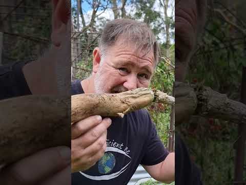 One of the Best and Biggest Radishes is Daikon