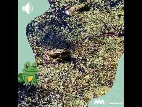 Charco com r&atilde; verde