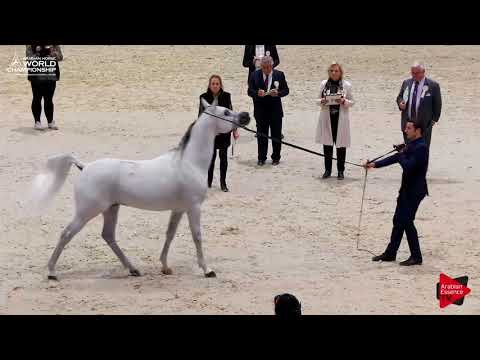 N.118 VALMIR MAL - Paris 2017 - Senior Stallions (Class CM6B)
