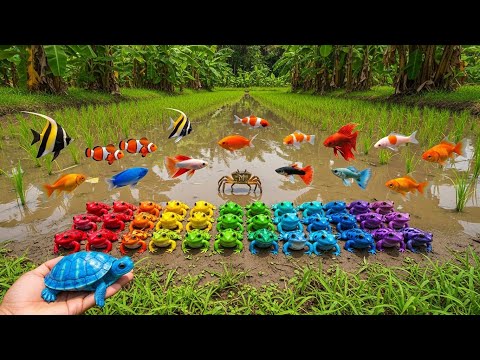 Insane Catch & Release Compilation | Wild Turtle, Frog & Fish Encounter