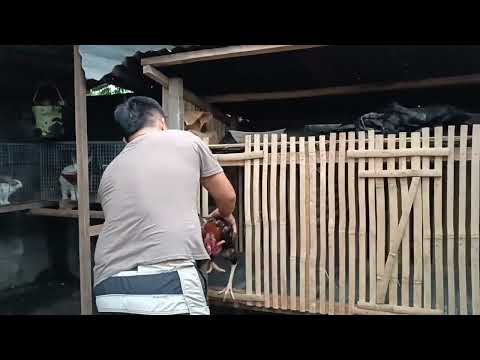 DUMPO SHAMO(Oriental Giant variety)