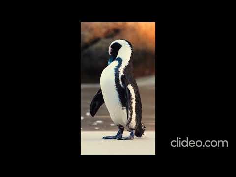 Beautiful Animals of our life 😋