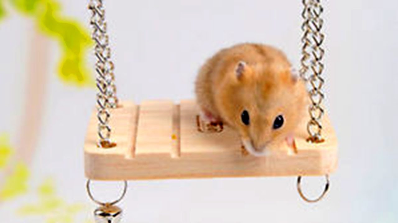 Cute Hamster Playing With A New Swing- Cute Pet Videos - YouTube