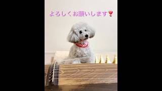 お琴を弾く犬♪ vol.2