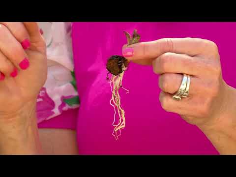 HSN | Guy's in the Garden 04.04.2025 - 11 AM