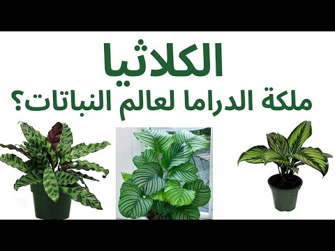 , title : 'العناية بالنبات الاستوائي كلاثيا Calathea plant care'