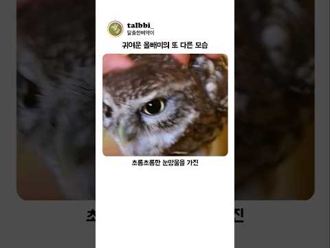 귀여운 올빼미의 또 다른 모습