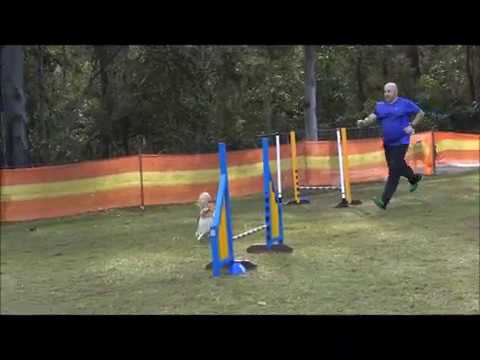 Astro Aura 2019 ANKS States Highlights