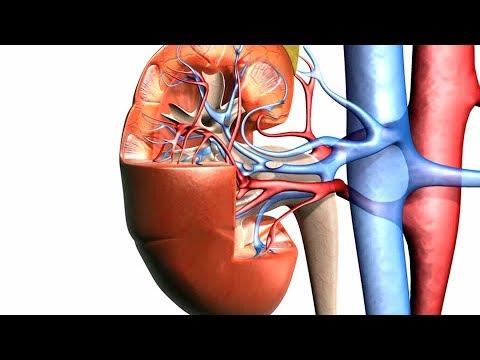 LIMPIEZA RENAL. LIMPIA TUS RIÑONES Y VÍAS URINARIAS DE FORMA FÁCIL