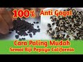 Easy Way To Sow California Papaya Seeds
