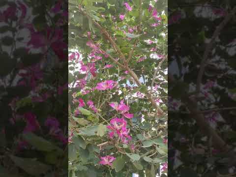 , title : 'Bauhinia (Purple Colour) Orchid tree.Really Awesome 😍😍😍'
