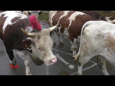 Mandria di mucche - Rassegna zootecnica Rueglio 2021