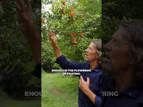 Pomegranates Thrive: Raised Mounds + Hard Pruning for Max Fruit