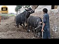 BUFFALO Meeting First Time In Village Horizon Buffalo