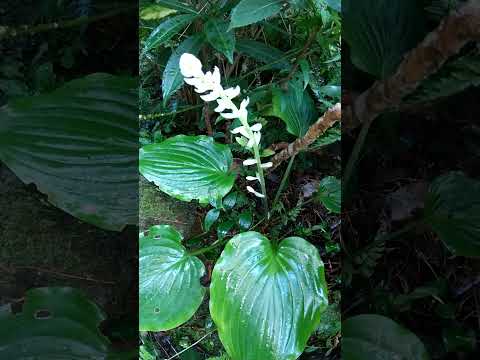 樫の葉アジサイ 植物