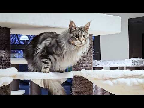 Petrebels cat trees - Lookout 198
