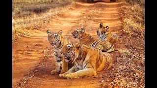 preview picture of video 'Roadshow by Choti Tara and Cubs...Tadoba Andhari Tiger Reserve....'