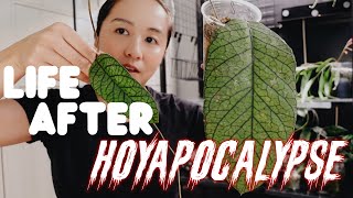 life after 🔥 hoyapocalypse 🔥 and sizing down my hoya collection!
