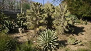 BLAS CANTA FELICIDADES (PISTA VERS. DYANGO)