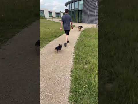 FRIDAY STROLL WITH AZRA & RALF #dog #dogshorts #doglife #nature #shorts