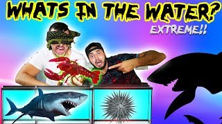 WHATS IN THE WATER CHALLENGE! (REAL LIVE ANIMALS)