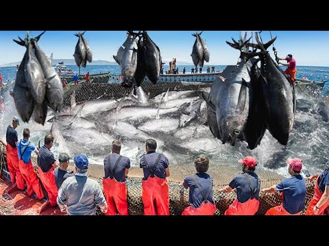 Amazing Strongest Giant Bluefin Tuna Fishing Skill - Techniques Processing Giant Tuna Make Sashimi
