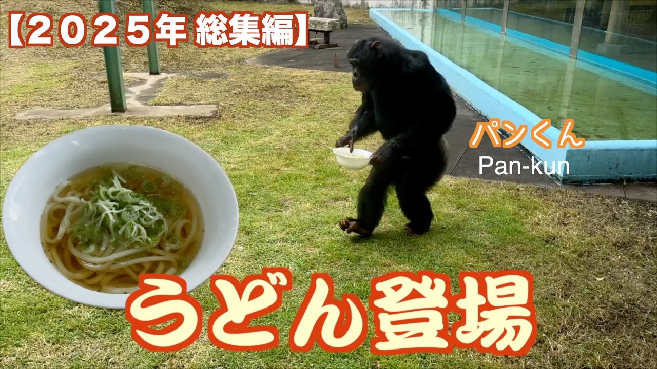 【２０２５年 総集編】今年もたくさん笑いました！天才チンパンジーパンくんは今日も元気です❗️皆様ありがとうございました。 モンキーふーちゃん🐒こたつで最後のご挨拶