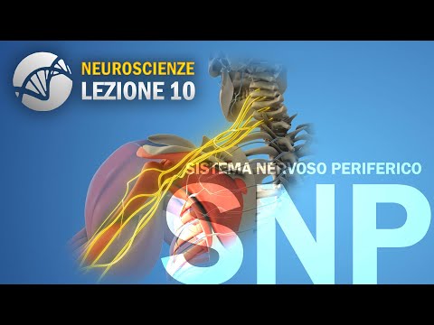 Sistema Nervoso Periferico (SNP) - Generalità | NEUROSCIENZE - lezione 10