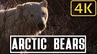 Relaxing Hour watching Wild Polar Bears in Nature II - Nature Relaxation Therapy