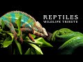 Reptiles Wildlife Tribute BBC Earth Edit