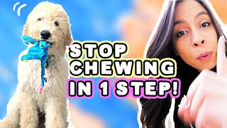 STOP PUPPY CHEWING: 1 Easy Step! 🐶
