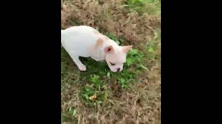 Video preview image #2 French Bulldog Puppy For Sale in WARSAW, IN, USA