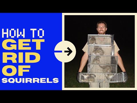 How to Get Rid of Squirrels in the Attic (Quickly!) - 2026