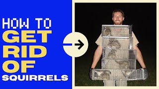 How to Get Rid of Squirrels in the Attic (Quickly!) - 2024