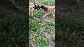 Video preview image #1 Mutt Puppy For Sale in Stevens Point, WI, USA