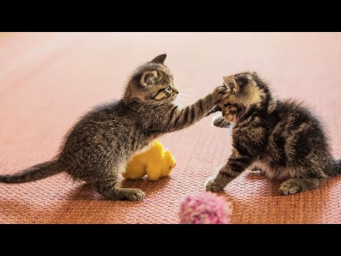 20 Minutes of Adorable Kittens ???? | BEST Compilation