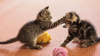 20 Minutes of Adorable Kittens 😍  BEST Compilat
