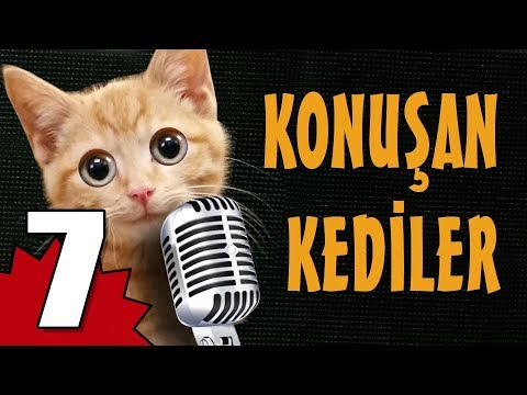 Konuşan Kediler 7 - En Komik Kedi Videoları