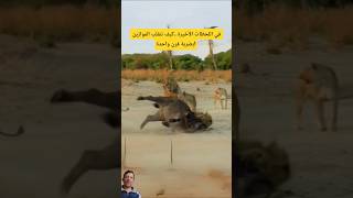فاللحظات الأخيرة تبدل الموازين بضربة قرن قاتلة!#shorts
