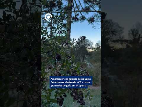 Amanhecer congelante deixa Serra Catarinense abaixo de -4°C e cobre gramados de gelo em Urupema