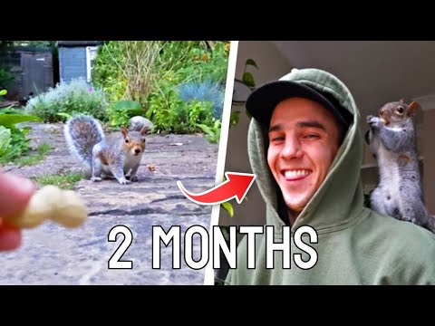I tamed a WILD SQUIRREL - Here's how...