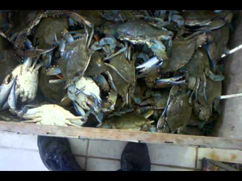 Large Blue Crab for Sale thumbnail