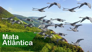 Miniatura do vídeo