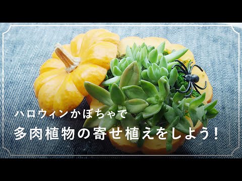 園芸 ハロウィンに向けてカボチャを準備しましょう
