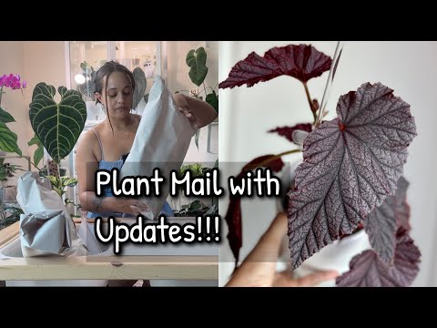 Plant Mail! Unboxing Begonia Plants + 6 week UPDATE!