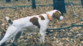 Brittany-BIRD DOGS & Friends